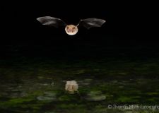 muth-wasserfledermaus-3.jpg