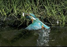 dose_eisvogel_1.jpg