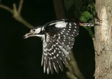troester_buntspecht_3.jpg