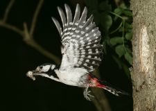troester_buntspecht_2.jpg