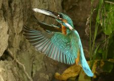 troester_eisvogel_1.jpg