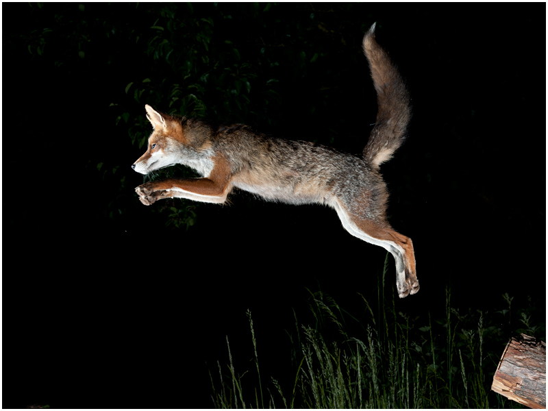 Flying fox, Horst Jegen (D)