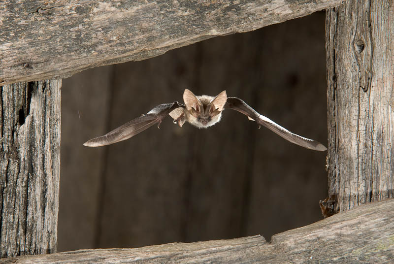 Grey big-eared bat, Paul van Hoof (NL)