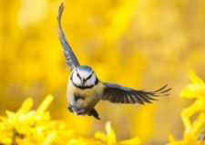 van_hoof_blaumeise_forsythien.jpg