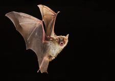 braun_fledermaus_2.jpg