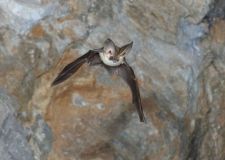 harris-grey-long-eared-bat-1.jpg