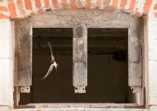 van_hoof_rauchschwalbe_fenster.jpg