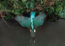 dose_eisvogel_2.jpg