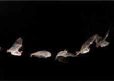 klee_bechsteinfledermaus.jpg