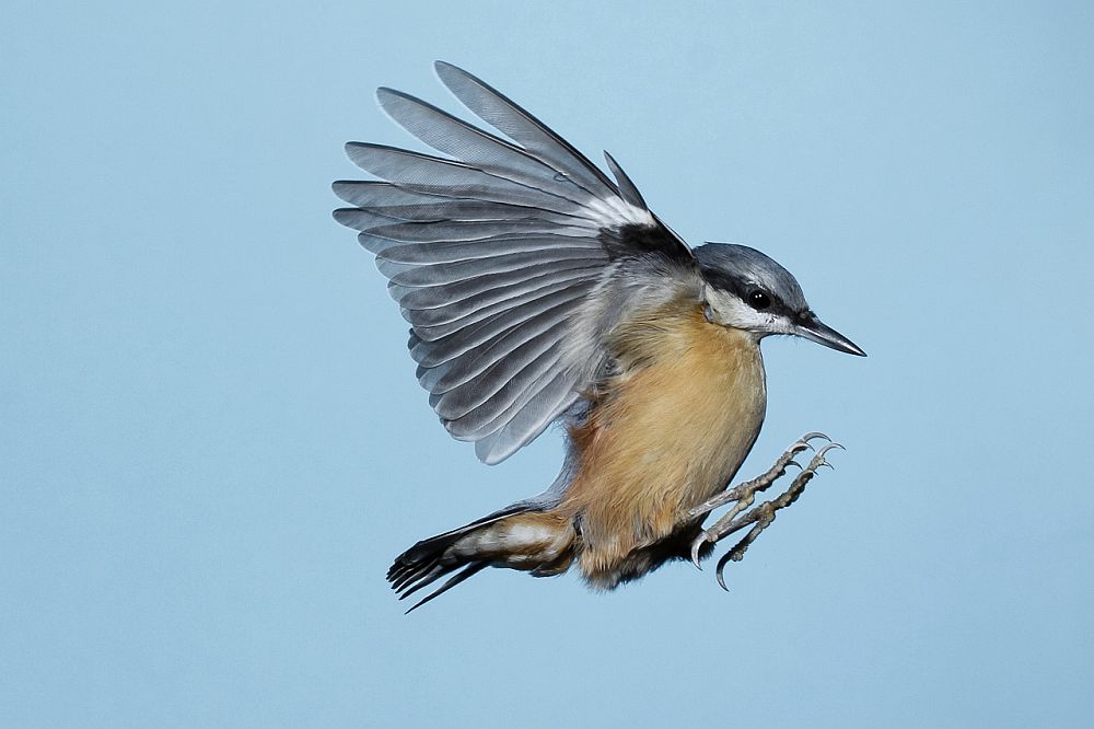 Kleiber, aus Rolf Müllers Tipp: Vogelfotografie im Garten
